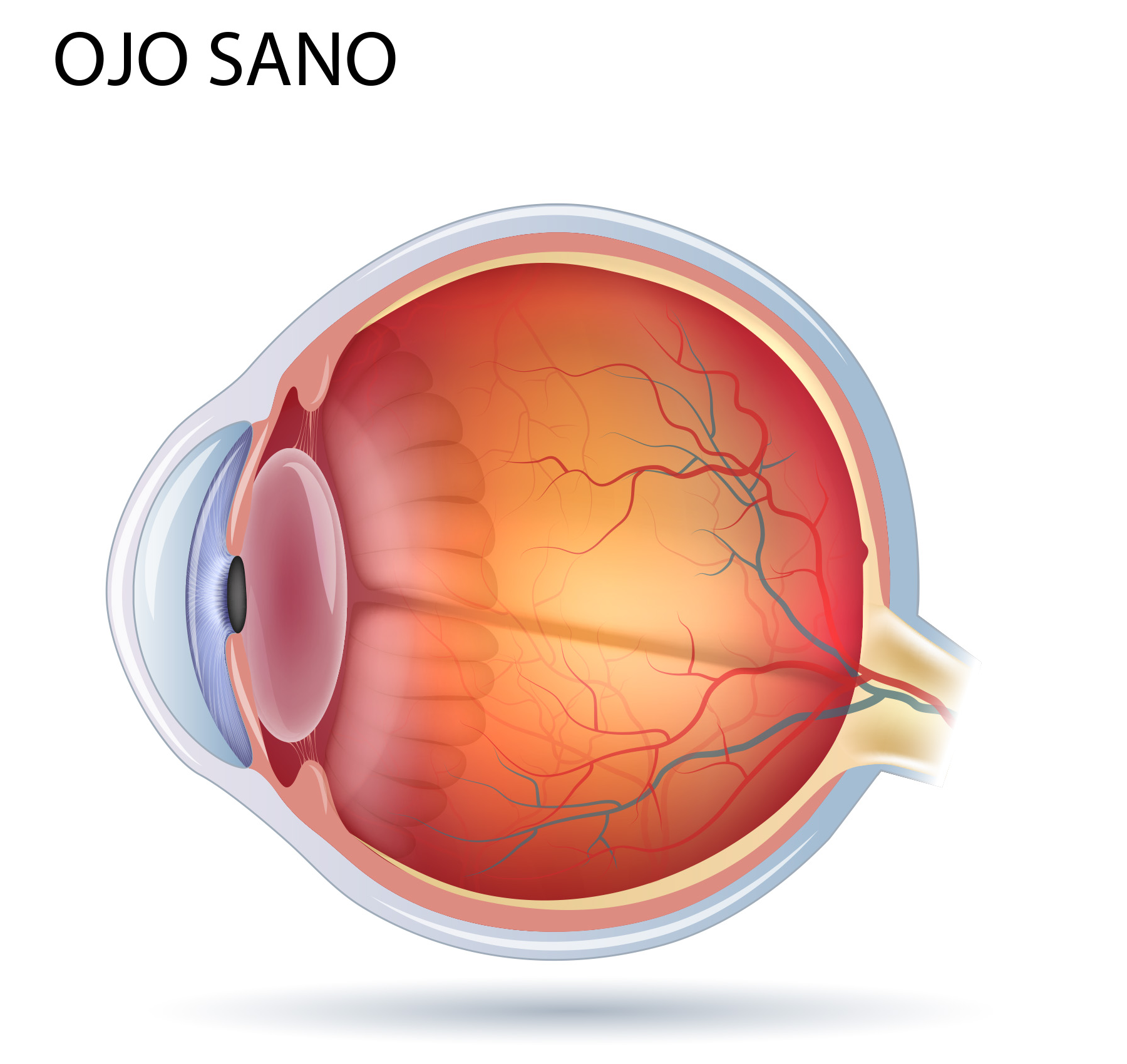 //oftalmologoensaltillo.com.mx/wp-content/uploads/2021/01/ojo-sano-retina.png